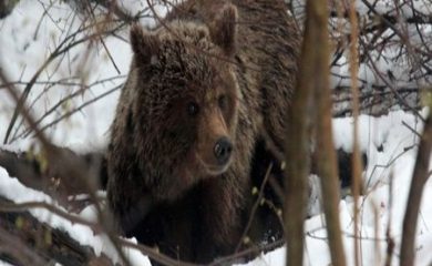 Мечките се събудиха, първо нападение в Маданско