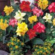 Унгарци дариха на Смолян 800 летни растения от вида „Canna generalis”