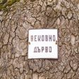 РИОСВ взима мерки за опазване на вековния чинар в Смолян