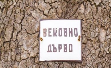 РИОСВ взима мерки за опазване на вековния чинар в Смолян