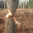 Незаконна сеч на бял бор разкриха в Смолян