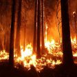 Пожар изпепели близо 100 дка гора край Девин