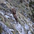 Популацията на дивата коза в Родопите е стабилна