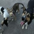 Община Смолян търси решение на проблема с бездомните кучета