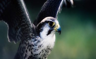 9 млн. лева за подобряване на природозащитното състояние на защитени птици
