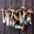 Гъбарите в Смолянско намаляват