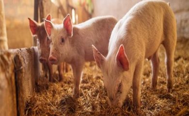 Отпускат още 9 млн. лева за хуманно отношение към свинете