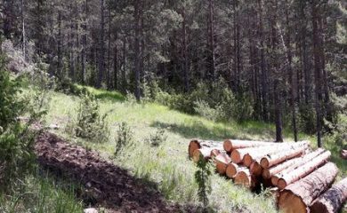 Масирани проверки от горските на територията на ЮЦДП-Смолян