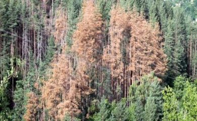 Горски откриха незаконно сечище край с.Полковник Серафимово