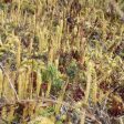 Популацията на Блатен плаун в Родопите е стабилна
