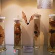Музеят на родопския карст в Чепеларе отвори врати след пълно обновяване