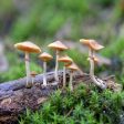 Задържаха туристи с халюциногенни гъби край Смолян