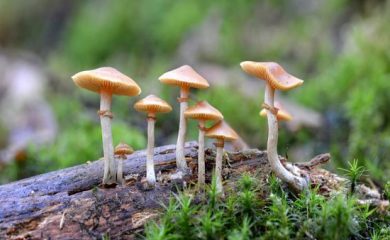 Задържаха туристи с халюциногенни гъби край Смолян