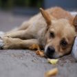 Смолян ще има приют за бездомни кучета