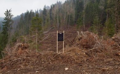 Продължава борбата с корояда в Родопите