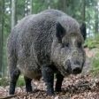 3.7 млн. лв. за предотвратяване разпространението на Африканска чума по свинете