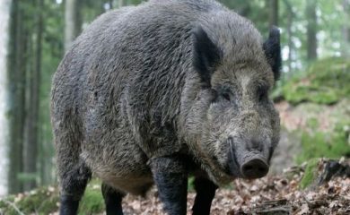 Отпадна и последното ограничение заради чумата по свинете в Смолянско