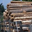 Над 80 процента от падналата дървесина в Пампорово е добита