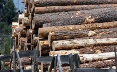 Над 80 процента от падналата дървесина в Пампорово е добита