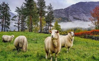 Над 4,3 млн. лева за животновъдите в планинските райони