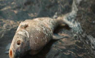 Мъртва риба в река Чепеларска