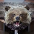 Екоинспектори от РИОСВ-Смолян откриха препарирана мечка от защитен вид