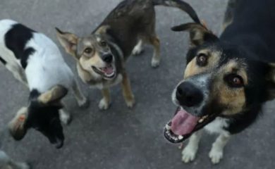 Предприемат мерки за контрол на безстопанствените кучета в Смолян