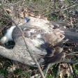 Съмнения за отравяне на белоглав лешояд в Източните Родопи