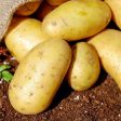 ДФЗ изплаща субсидиите за обвързана подкрепа за плодове и зеленчуци
