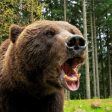 Мечка с две мечета беше преместена и спасена от отстрел край Смолян