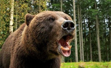 32 нападения на мечки в Смолянско за месец