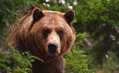 Мечките в Смолянско се пробудиха от зимен сън