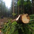 WWF и Интерпол обединяват усилия в борбата с горската престъпност в България