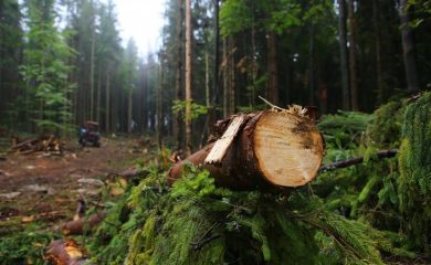 Отново незаконна сеч на борове в Родопите, този път край Триград