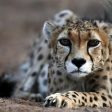 В световния ден на здравето WWF призовава за спиране на незаконната търговия с диви животни