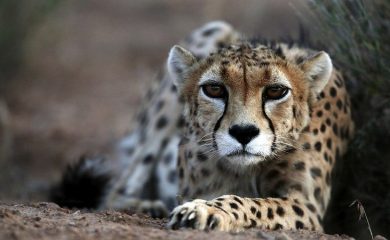 В световния ден на здравето WWF призовава за спиране на незаконната търговия с диви животни