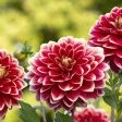 Разкрасяват Смолян с летни цветя