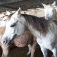 Откраднати коне край Чепеларе се върнаха при стопанина си