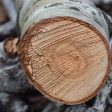 Установиха незаконна сеч на 53 дървета край смолянско село