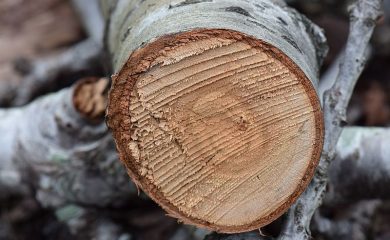 Установиха незаконна сеч на 53 дървета край смолянско село