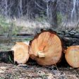 Установиха незаконна сеч на 31 дървета от вида черен бор в Родопите