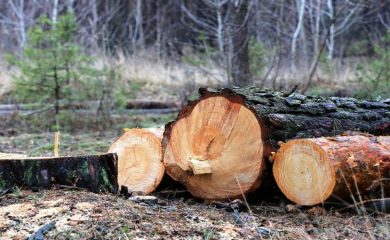 Незаконна сеч на дървета край родопското село Малево