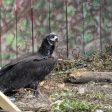 Дарен на България черен лешояд е прострелян в Кърджалийско