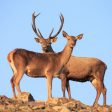Увеличава се броят на елените в Родопите