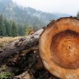 Незаконна сеч на борове край родопското село Грохотно
