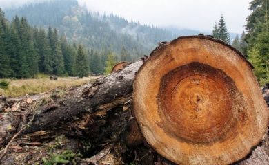 Установиха незаконна сеч на смърч край Смолян
