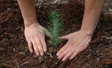 Засадиха 500 фиданки край родопското село Чепинци