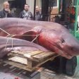 Хванаха 330-килограмова акула край Кавала