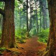 Инициативата за опазване на вековните гори в България е финалист за европейска награда