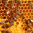 От 26 октомври се отваря приема по пчеларската програма за 2021 г.